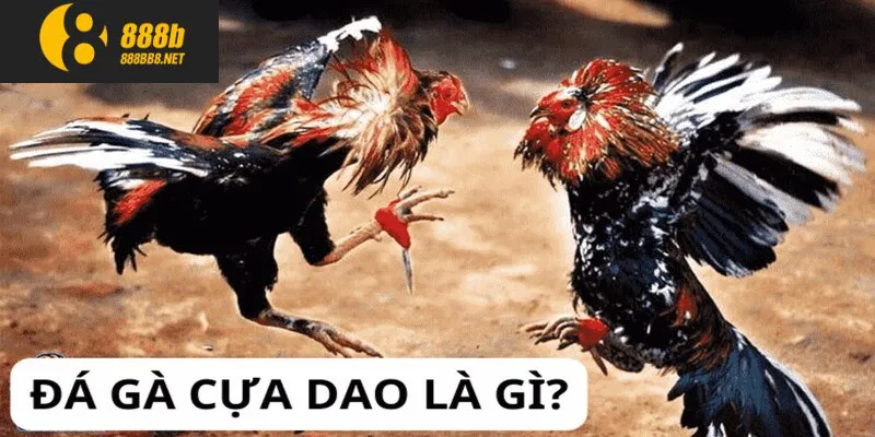 Đôi nét về đá gà cựa dao