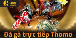 đá gà trực tiếp thomo